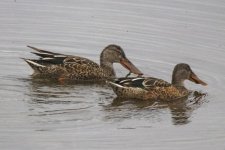 A09NorthernShovelerHen9152.jpg