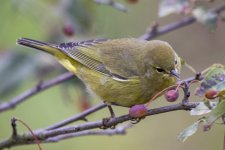 A10OrangeCrownedWarbler9275.jpg