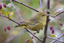 A11OrangeCrownedWarbler9305.jpg