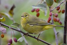 A12OrangeCrownedWarbler9311.jpg