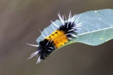 A13YellowSpottedTussockMoth9129.jpg