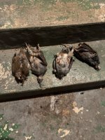 IMG_1463.jpeg IMG_1463.jpeg