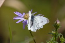 CabbageWhiteButterfly8964.jpg