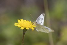 CabbageWhiteButterfly9025.jpg