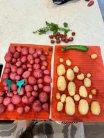 IMG_3652.jpeg