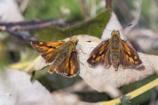WoodlandSkippers9047.jpg
