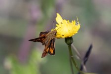 WoodlandSkipper9055.jpg