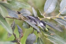 BlackCappedChickadeeWCaterpillar9104.jpg