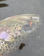 IMG_1138.jpeg