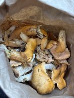 IMG_2677.jpeg