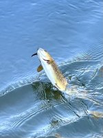 IMG_5368.jpeg