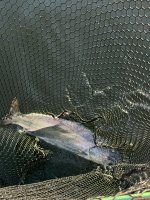 IMG_0270.jpeg