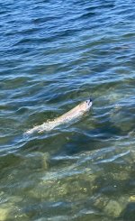 IMG_1884.jpeg IMG_1884.jpeg