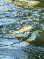 IMG_5415.jpeg