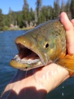 Little Green Midge in Lip.jpg