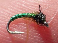 Little Green Midge.jpg