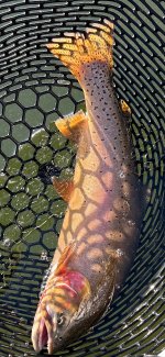 IMG_4742.jpeg IMG_4742.jpeg