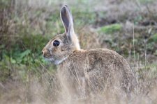 A02EuropeanHare9883.jpg