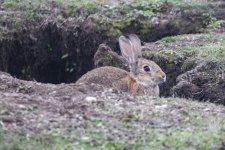 A03EuropeanHareInBurrow9876.jpg
