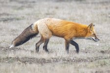 A04RedFoxGoldMorph9753.jpg