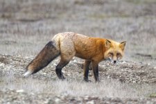 A05RedFoxGoldMorph9762.jpg
