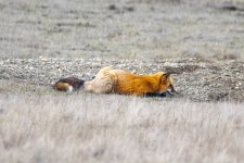 A06RedFoxGoldMorph9852.jpg