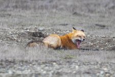 A07RedFoxGoldenMorphYawning9831.jpg