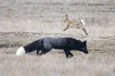 A08PassingFox&Hare9820.jpg