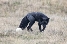 A09RedFoxSilverMorph9786.jpg