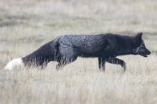A10RedFoxSilverMorph9809.jpg