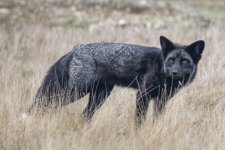 A11RedFoxSilverMorph9839.jpg