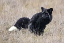 A12RedFoxSilverMorphScentMarking9854.jpg