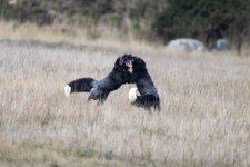 A13RedFoxSilverMorphsSparring9863.jpg