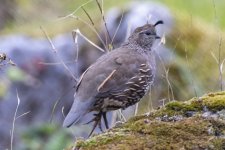CaliforniaQuailHen9911.jpg CaliforniaQuailHen9911.jpg