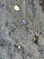 IMG_2849.jpeg IMG_2849.jpeg