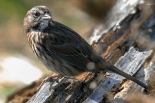 A09SongSparrow9515.jpg A09SongSparrow9515.jpg