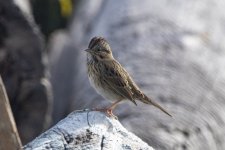 A10LincolnSparrow9532.jpg A10LincolnSparrow9532.jpg