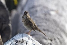 A11LincolnSparrow9535.jpg A11LincolnSparrow9535.jpg