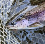 20241010_LstFishFly.jpg
