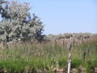 heron on post.JPG heron on post.JPG