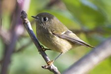 RubyCrownedKinglet0064.jpg RubyCrownedKinglet0064.jpg