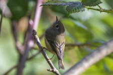 RubyCrownedKinglet0070.jpg RubyCrownedKinglet0070.jpg