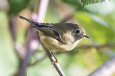 RubyCrownedKinglet0079.jpg RubyCrownedKinglet0079.jpg