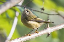 RubyCrownedKinglet0085.jpg RubyCrownedKinglet0085.jpg