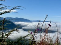IMG_2661.jpeg