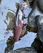 coho_1.jpg