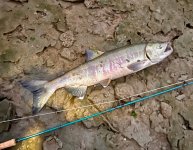 IMG_5979.jpeg