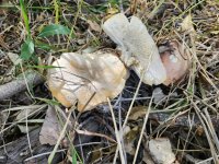 20241020_Mushrooms.jpg