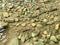 IMG_8250.jpeg IMG_8250.jpeg