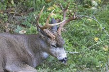 DozingBuck0892.jpg DozingBuck0892.jpg